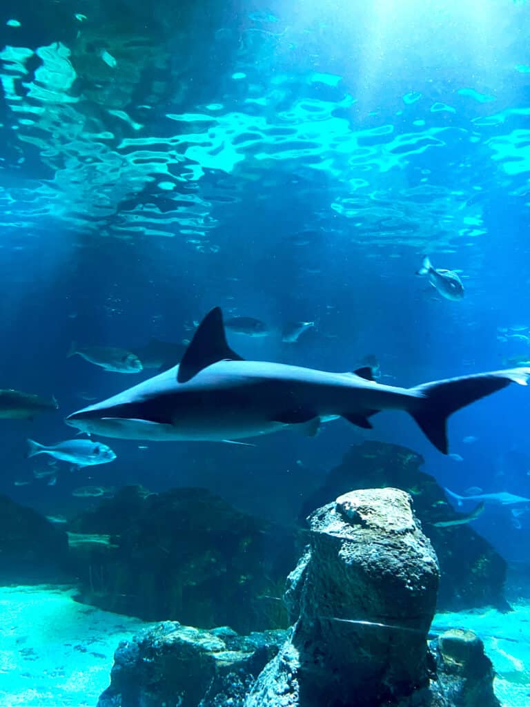 Shark in Barcelona aqarium.