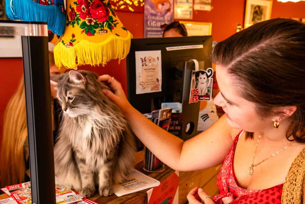 A girl petting a long haired grey cat in a cat bookstore.