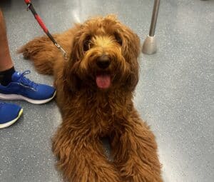 Big furry brown dog on metro in Barcelona