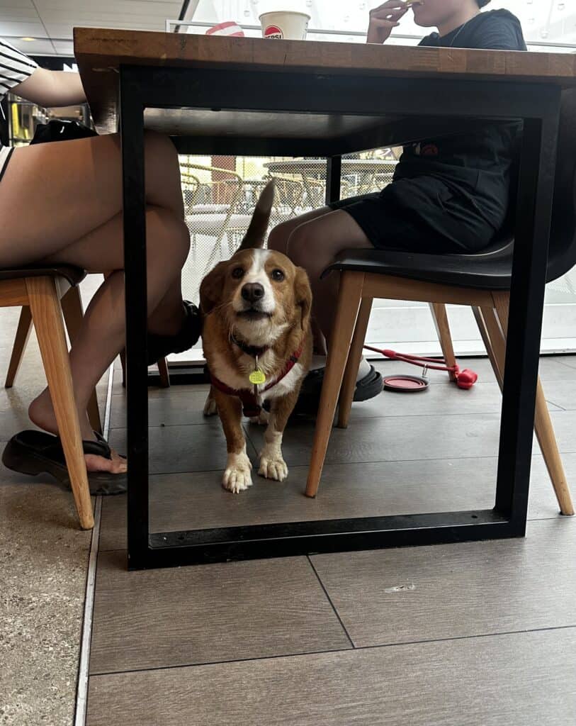 Puppy under table at the mall