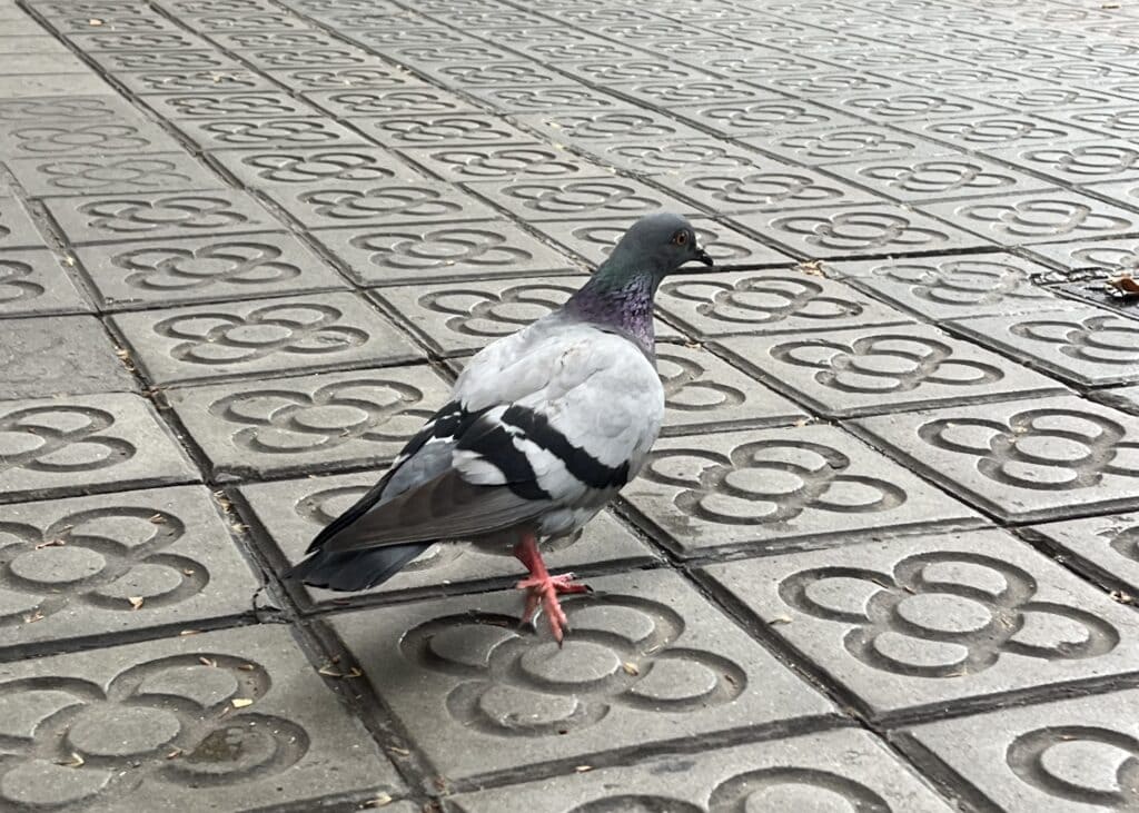 A pigeon on the street