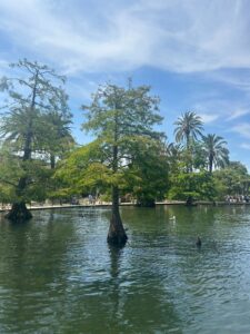 Tree in pond photo