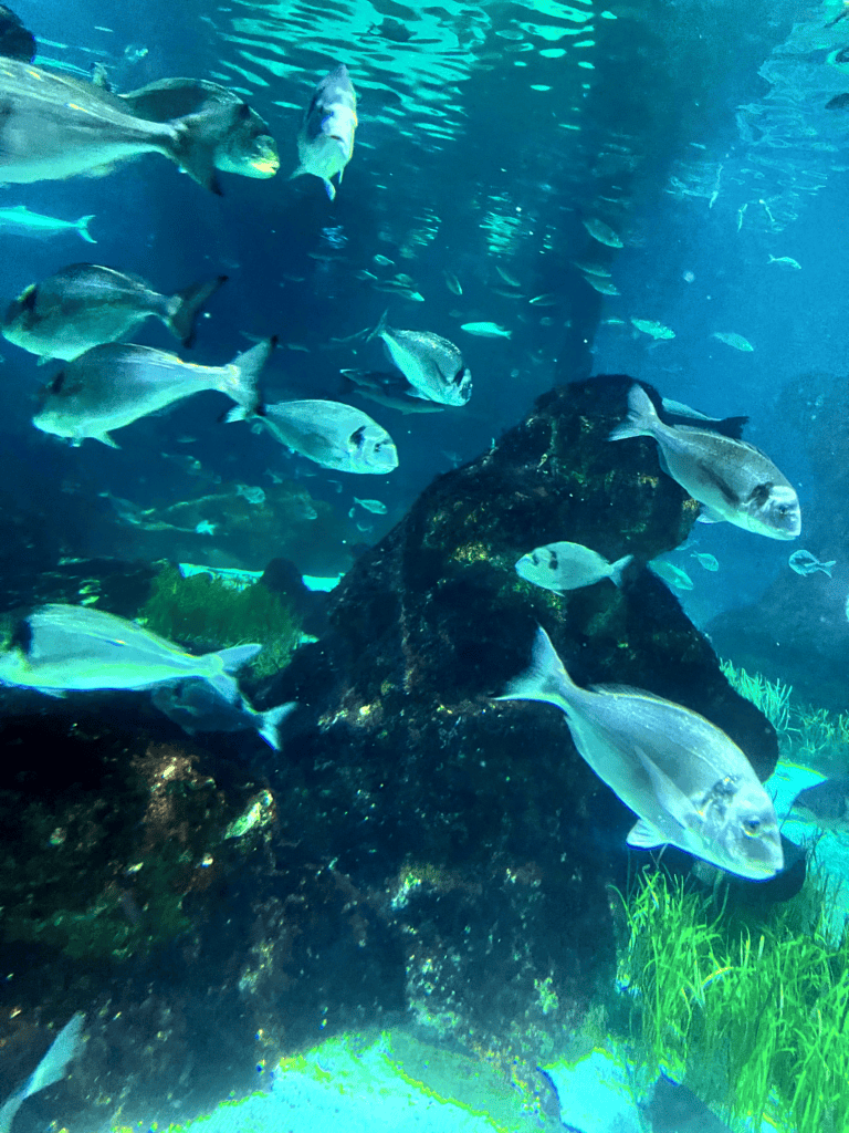 Close up of fish swimming in aquarium