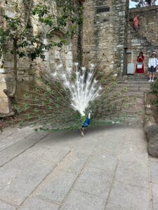 [Image ID]: A peacock struts around the grounds of Castelo de São Jorge with its feathers fanned out, while tourists photograph from afar.
