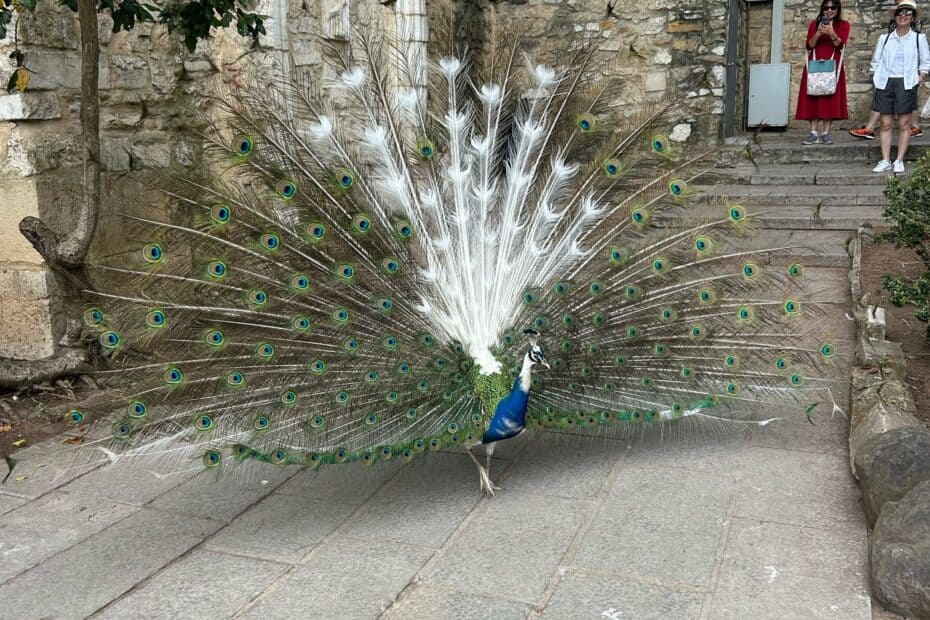 [Image ID]: A peacock struts around the grounds of Castelo de São Jorge with its feathers fanned out, while tourists photograph from afar.