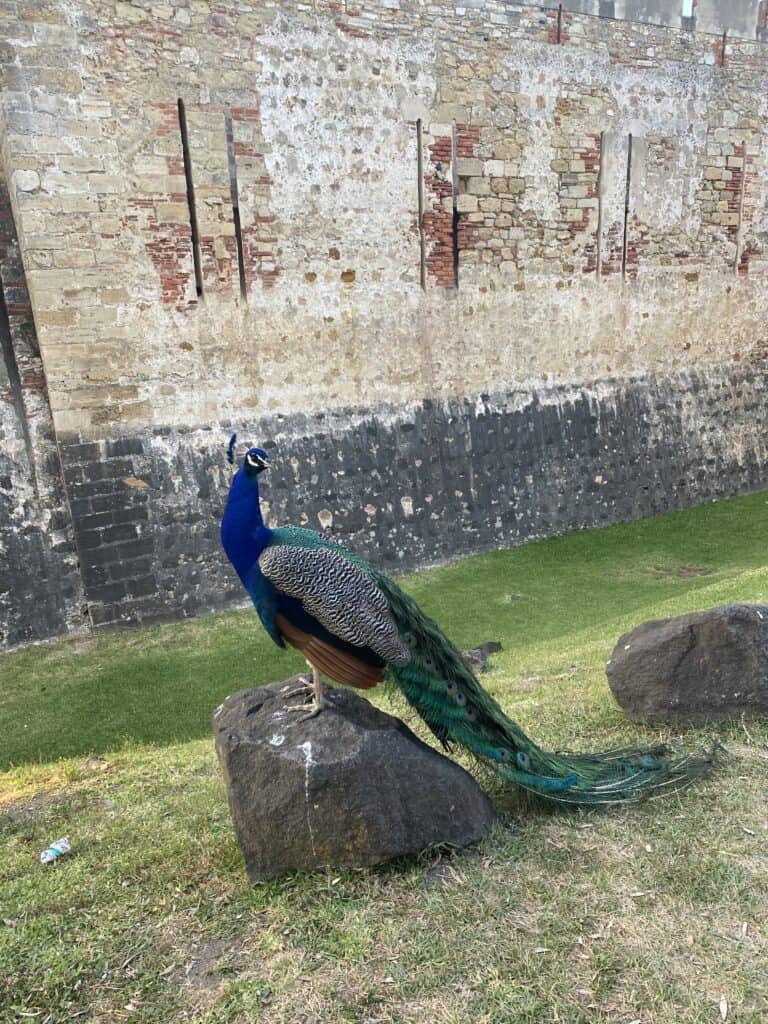 [Image ID]: A peacock poses for a picture standing on a rock at Castelo de São Jorge in Lisbon, Portugal.